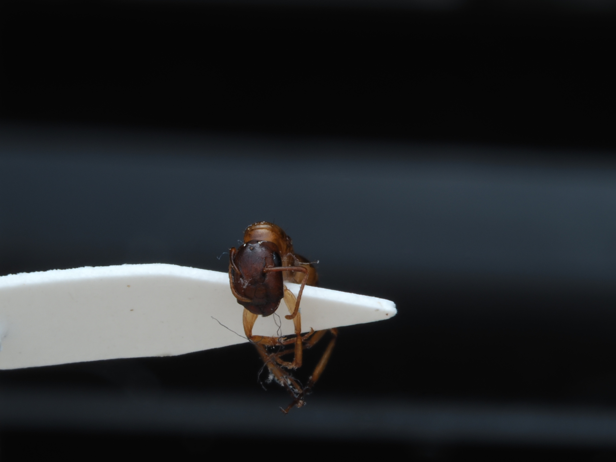 Camponotus orthocephalus