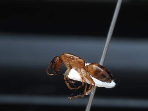 Camponotus orthocephalusCamponotus orthocephalus