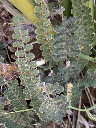 Windham's scaly cloakfern (Astrolepis windhamii)