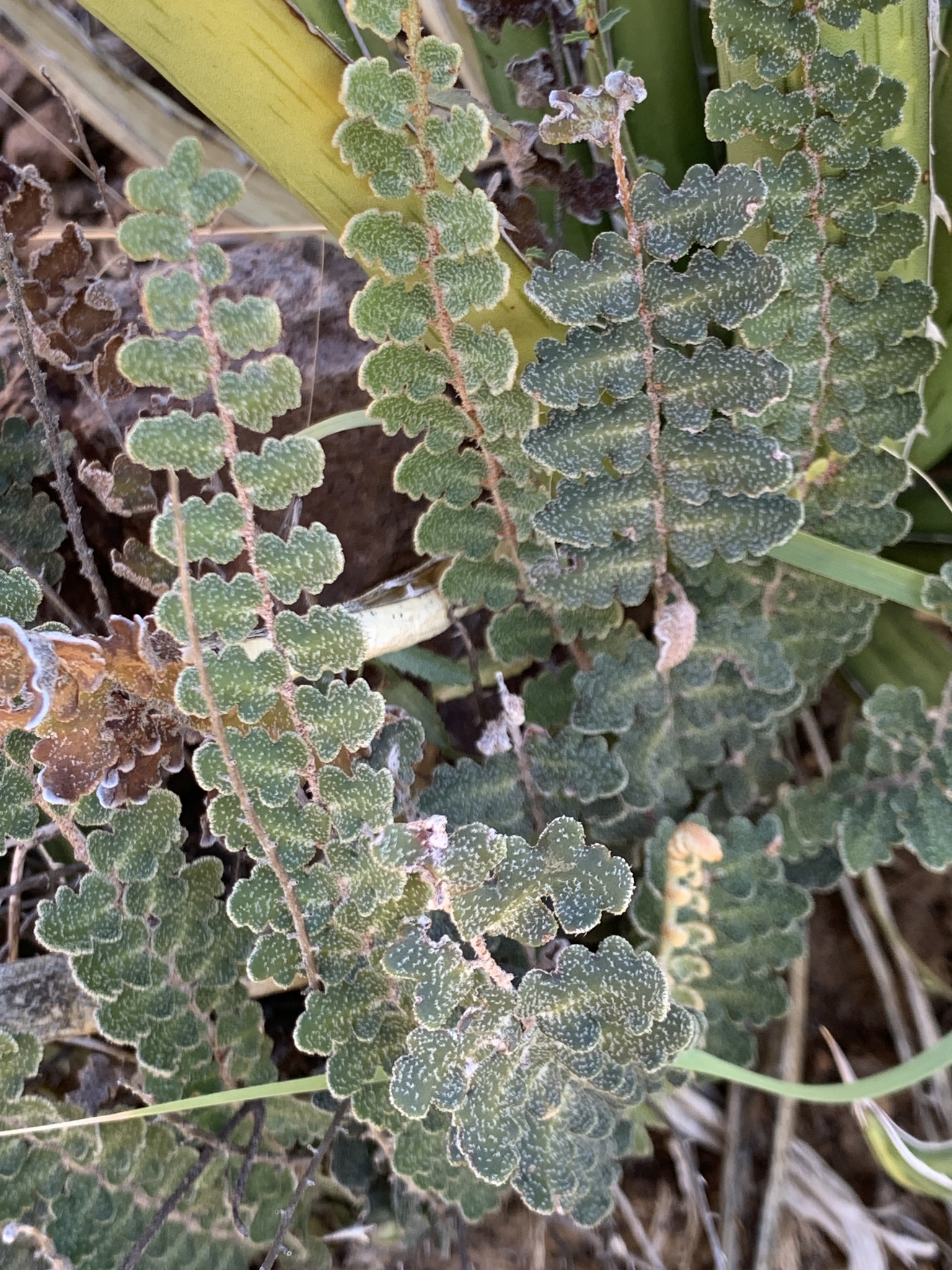 Astrolepis windhamii