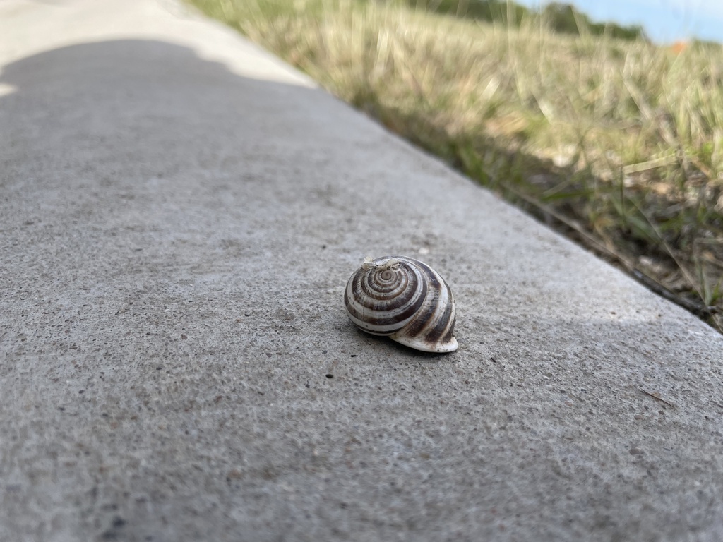 Milk Snail from Conchillos Dr, TX, US on November 5, 2023