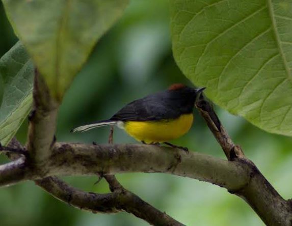 Slate-throated Whitestart