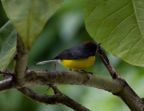 Slate-throated Whitestart
