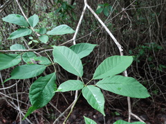 Handroanthus impetiginosus