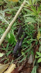 Erythrolamprus epinephalus