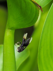 Parachartergus apicaloides