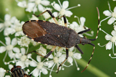 Dicranocephalus