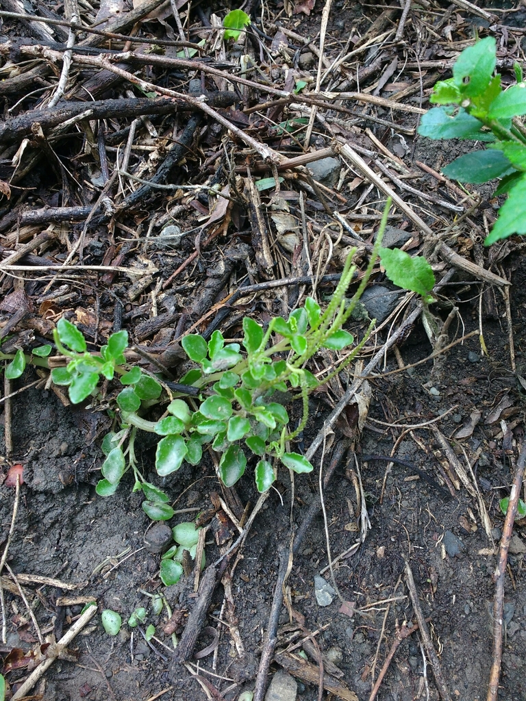 Peperomia chicamochana