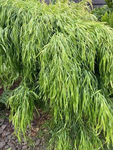 Acacia cognata iNat (1)