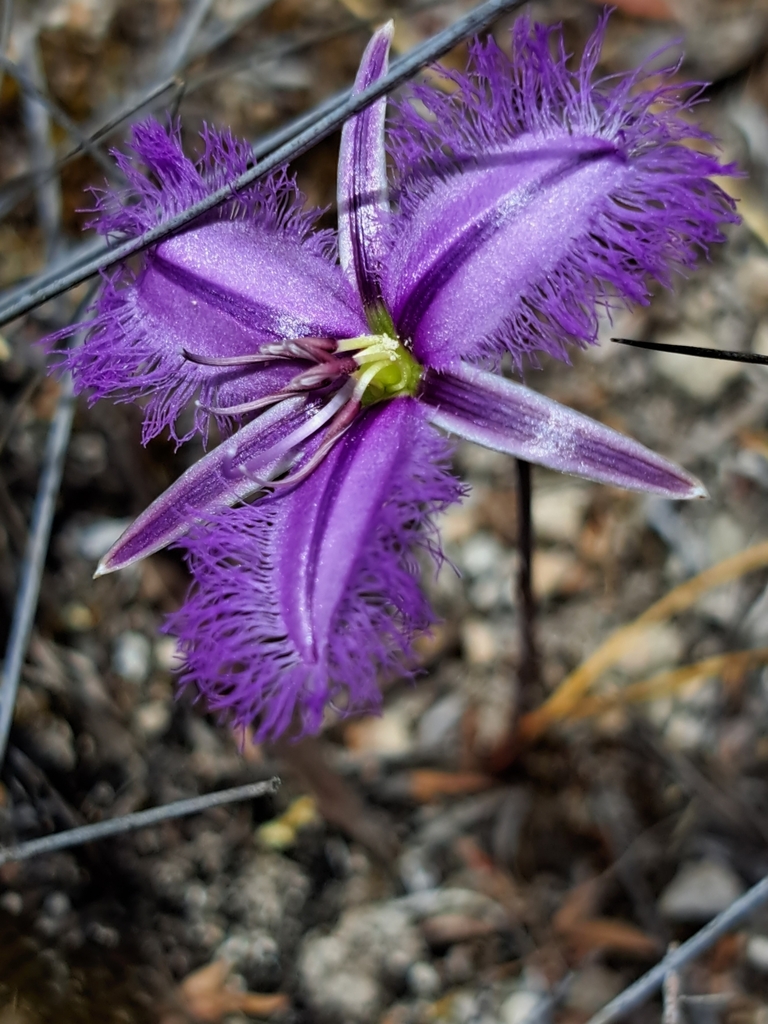 Thysanotus nudicaulis