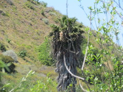 Washingtonia filifera