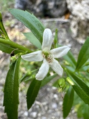 Goatweed