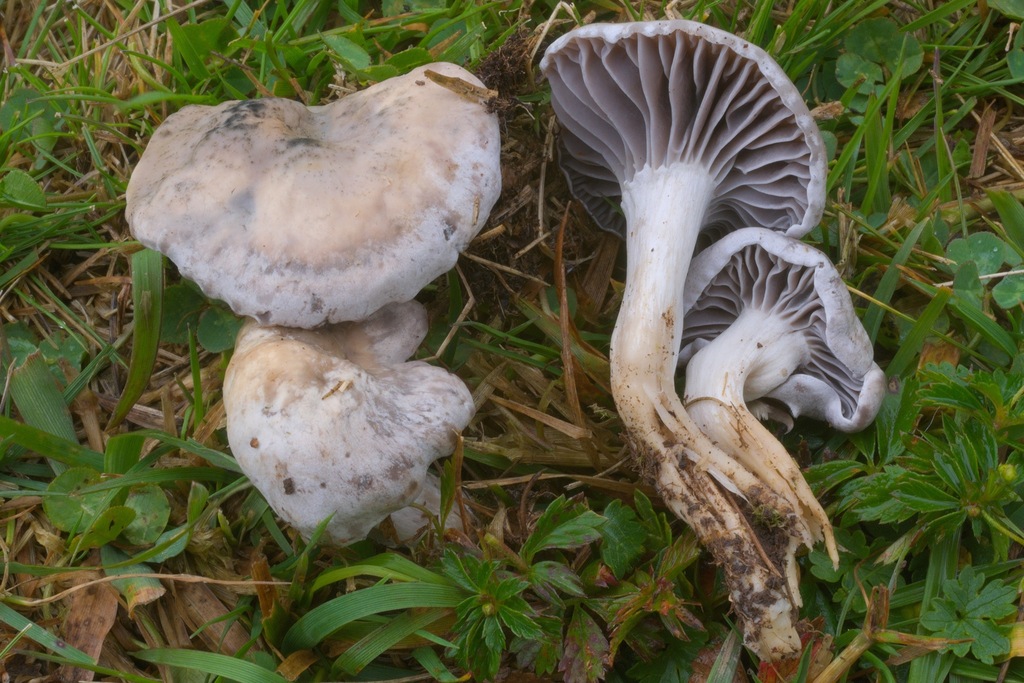 Felted Waxcap
