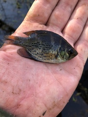 Centrarchus macropterus