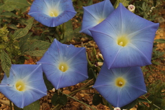 Ipomoea tricolor