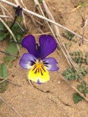 Viola tricolor curtisii