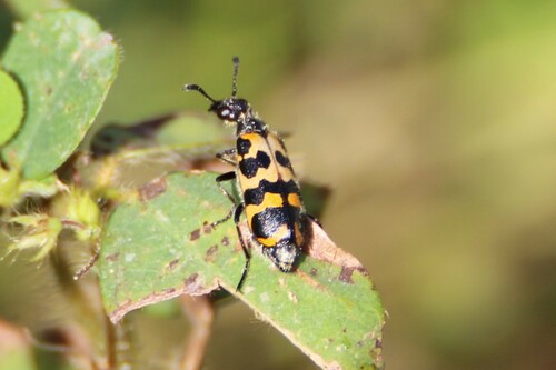 Hycleus fimbriatus · iNaturalist