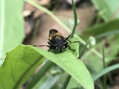 Hoplitimyia mutabilis