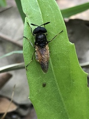 Hoplitimyia mutabilis