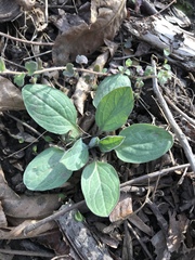 Mertensia virginica