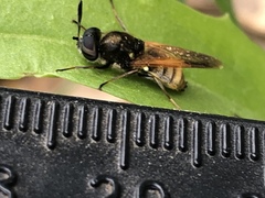 Hoplitimyia mutabilis