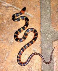 Amazon False Coral Snake photo 2
