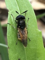 Hoplitimyia mutabilis