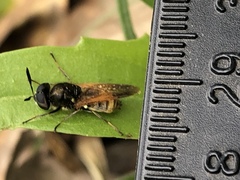 Hoplitimyia mutabilis