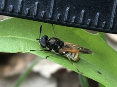 Hoplitimyia mutabilis