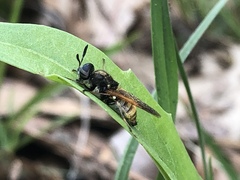 Hoplitimyia mutabilis