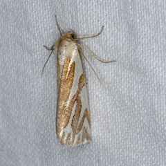 Thalaina inscripta