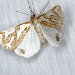 Thalaina inscripta