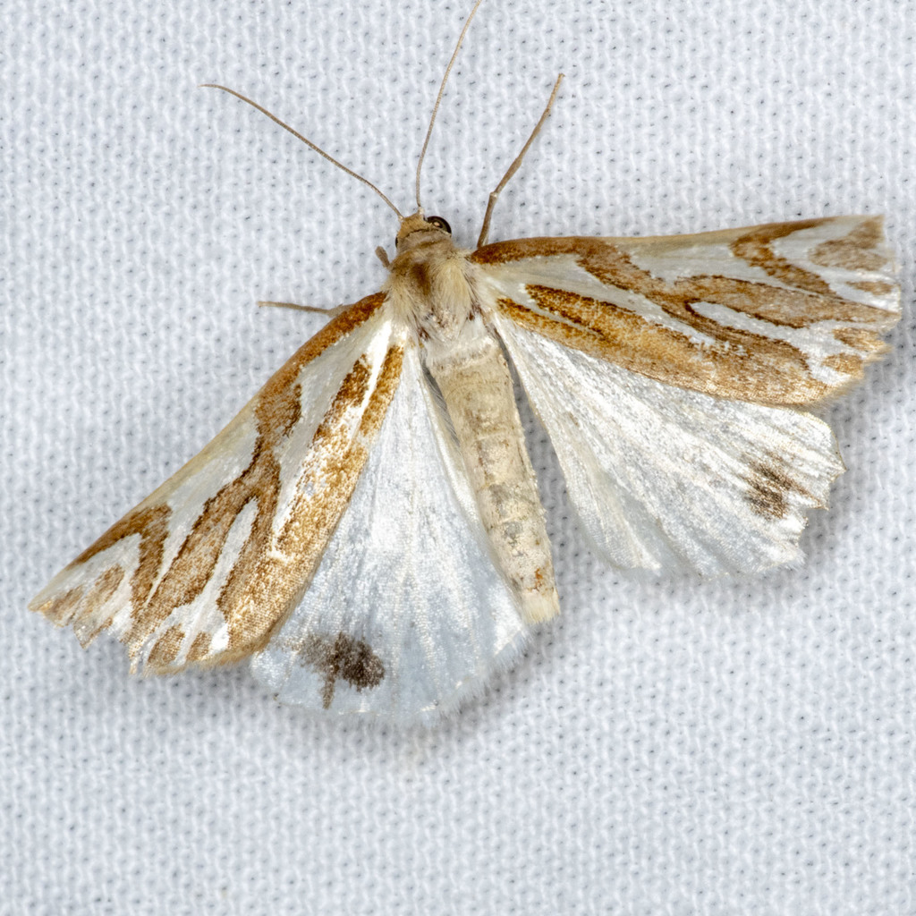 Mitre Satin Moth