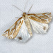 Mitre Satin Moth - Photo (c) David Akers, some rights reserved (CC BY-NC), uploaded by David Akers