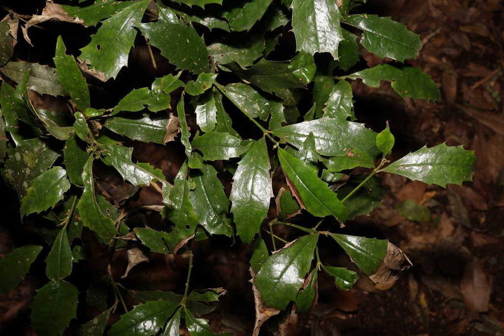 Featherwood from Laceys Creek QLD 4521, Australia on December 4, 2023