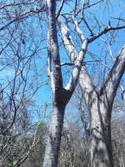 Cnidoscolus megacanthus