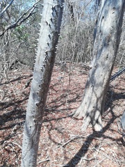 Cnidoscolus megacanthus