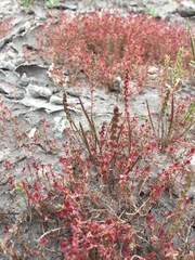 Crassula aquatica