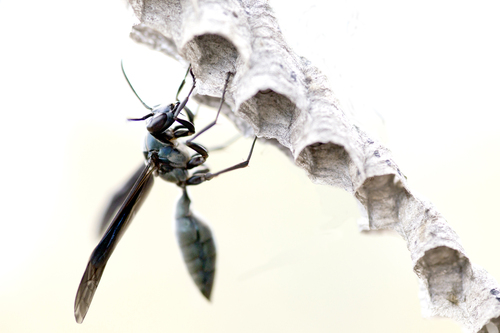 Goeldi's Paper Wasp