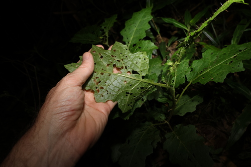 Image of forest nightshade by (c) Greg Tasney, some rights reserved (CC BY-SA)