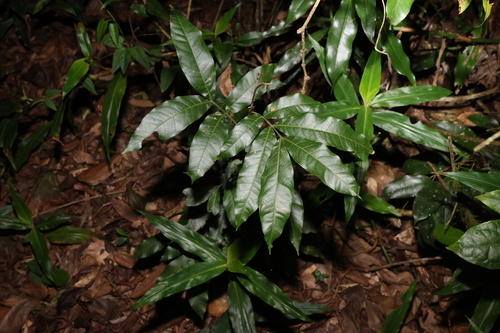 Image of Elattostachys nervosa by (c) Greg Tasney, some rights reserved (CC BY-SA)