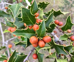 Maytenus ilicifolia