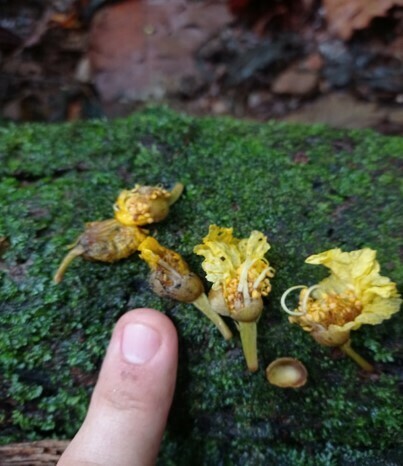 Swartzia haughtii