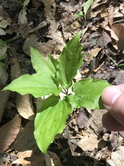 Croomia pauciflora