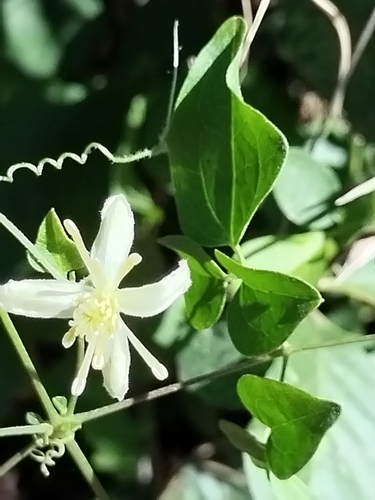 Image of Clematis dioica by no rights reserved