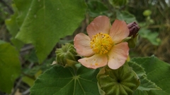Callianthe pauciflora
