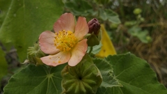 Callianthe pauciflora