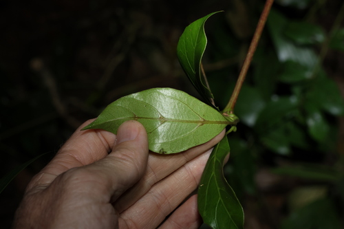 Image of Apocissus sterculiifolia by (c) Greg Tasney, some rights reserved (CC BY-SA)