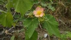 Callianthe pauciflora