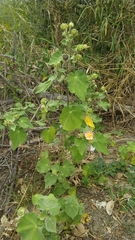 Callianthe pauciflora